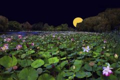 La photo de Philippe R