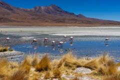 AUGER-Laguna-Hedionda-Bolivie