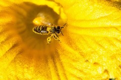 Abeille