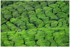 Malaisie Cueillette du thè dans les Cameron Highland